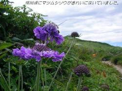 p11.jpg